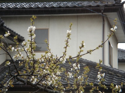 セイヨウミザクラ