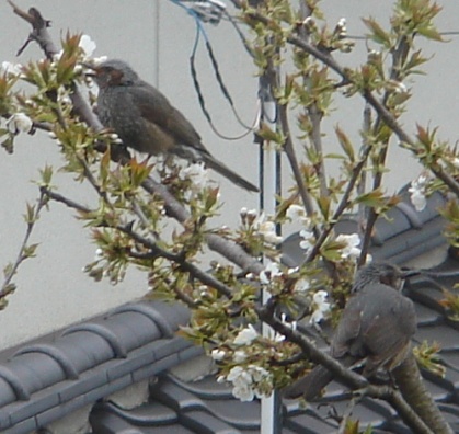 ヒヨドリ