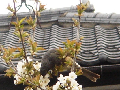 ヒヨドリ