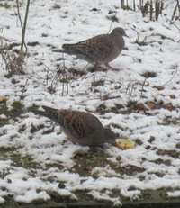 雪の中、野鳥が次々とやってきた！