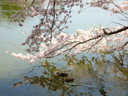 桜ツアー。