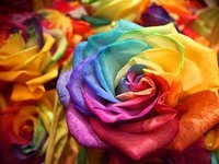虹の花