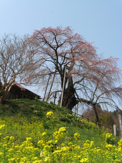 中田町**不動桜**