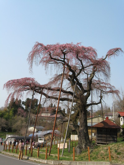 中田町**地蔵桜**