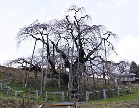 *滝桜* と *小沢の桜*