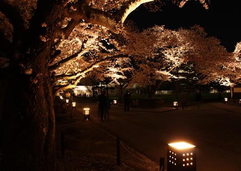 夜桜　＊鶴ヶ城　②＊