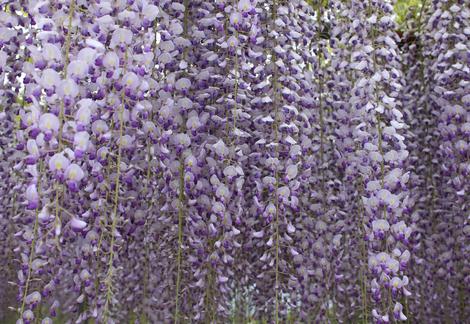 紫色　＊藤の花＊