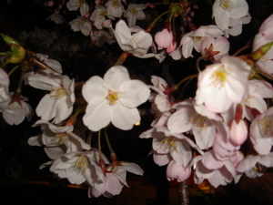 開成山　夜桜見物