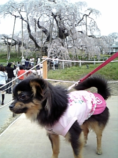 滝　桜　♥