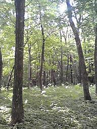 カシュカシュの森便り♪♪゚・*:.。.