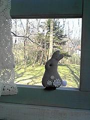 カシュカシュの森便り♪♪゚・*:.。.