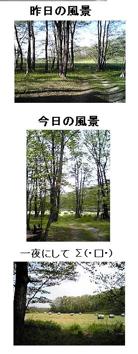 カシュカシュの森便り♪♪゚・*:.。.