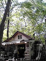 カシュカシュの森便り♪♪゚・*:.。.