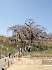 4月5日の三春滝桜(ふくしま)