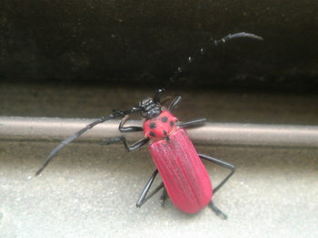 かみきり虫の一種なのでしょうが・・・