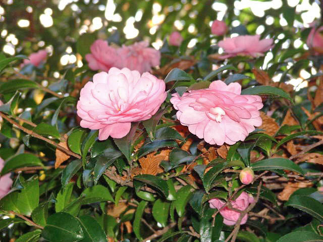 小春日和（二本松編）
