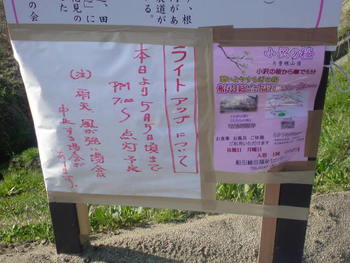 小沢の桜ライトアップ