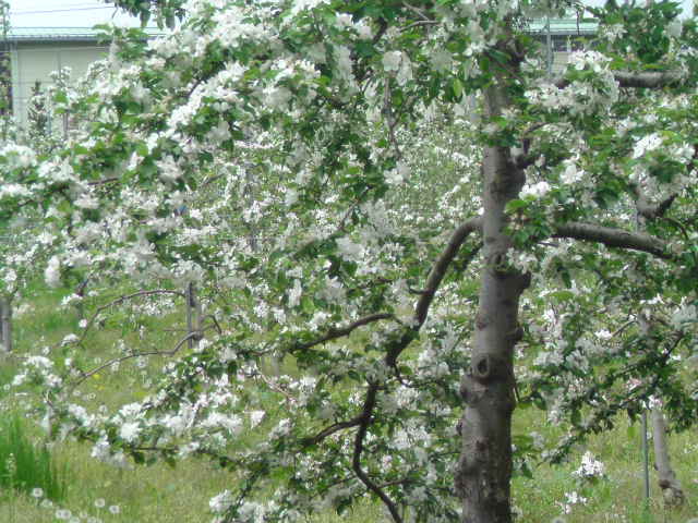 りんごの花