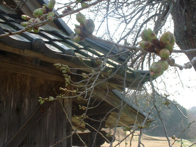 ４／１１・船引の桜