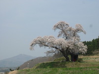 小沢の桜が満開(^o^)丿