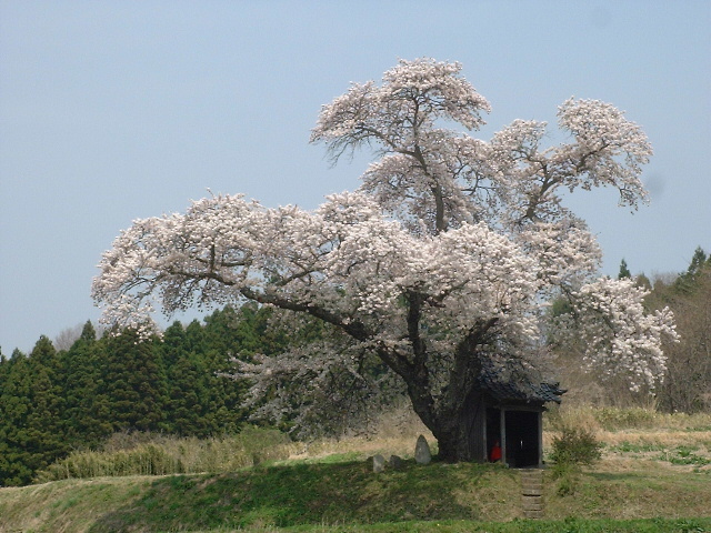 小沢の桜が満開(^o^)丿