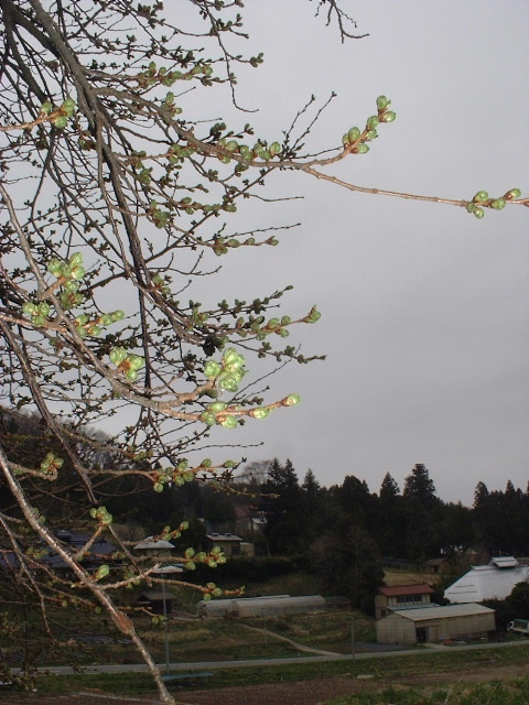 今日の小沢の桜