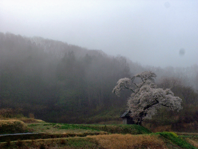 今朝の「小沢の桜」４／１８