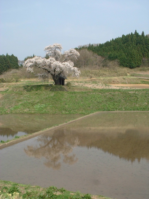小沢の桜が満開(^o^)丿