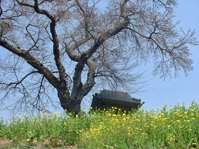 ４／１１・船引の桜