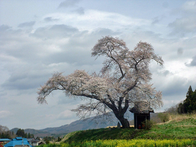 小沢の桜　４／１６