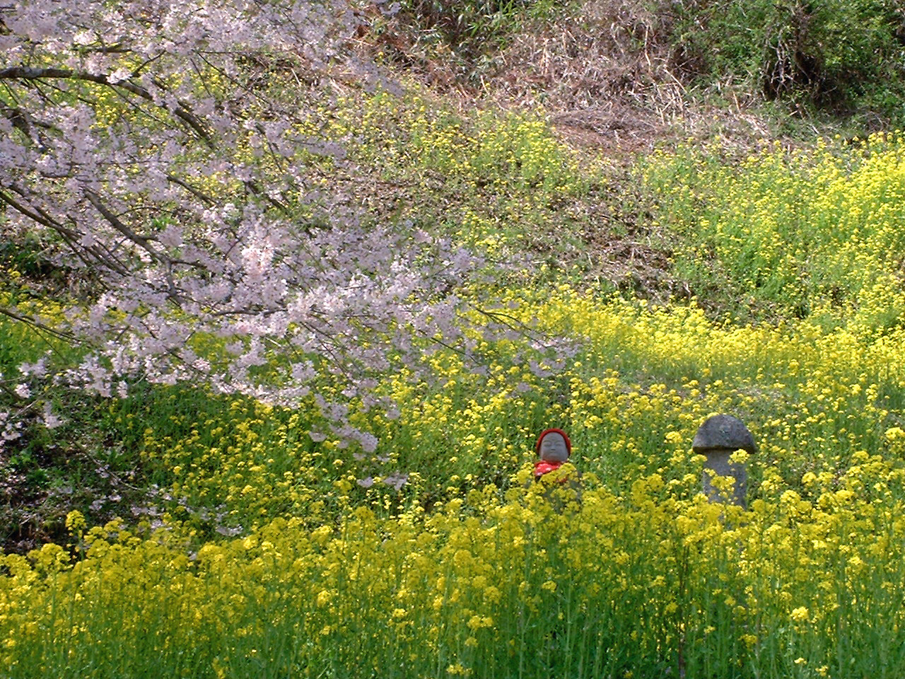 船引町は　まだまだ桜が・・・