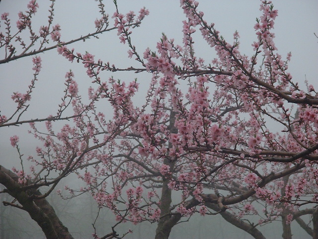 桃の花