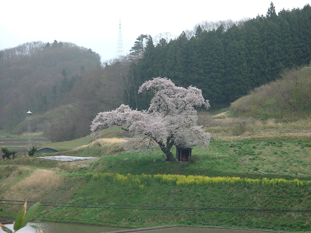 今年最後の桜ネタかな～