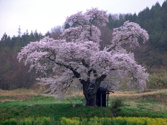 今年最後の桜ネタかな～