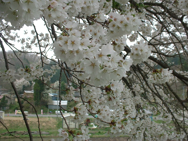 今年最後の桜ネタかな～