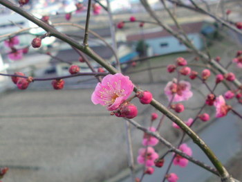 春を見つけました
