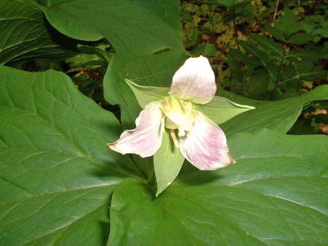 この花の名前は・・・