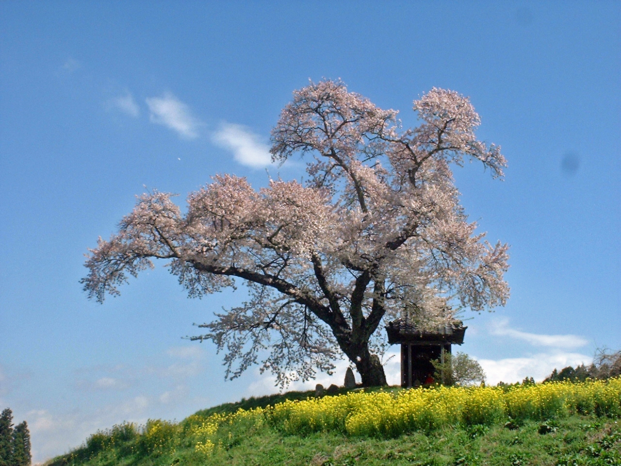 船引町は まだまだ桜が・・・