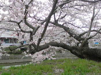 小沢の桜だけでな~い