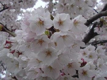 小沢の桜だけでな~い