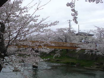 小沢の桜だけでな~い