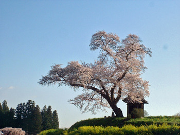 小沢の桜ライトアップ