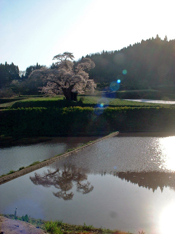 小沢の桜ライトアップ