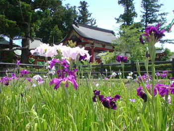 茅の輪くぐり