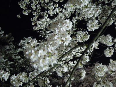 ☆かつ丸　＆　開成山の夜桜☆