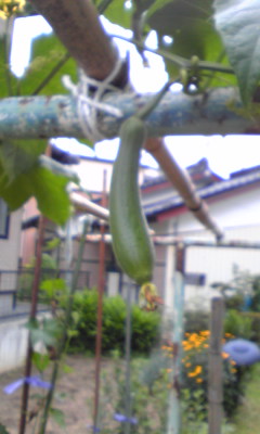 今日のこと