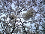 桜☆井の頭公園