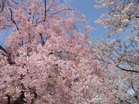 桜☆隅田川沿い