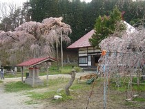 田村市・永泉寺の桜