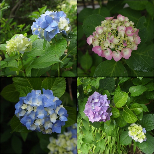 梅雨の浄土庭園を彩る花たち